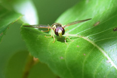 Xanthogramma flavipes