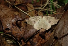 Antepione thisoaria