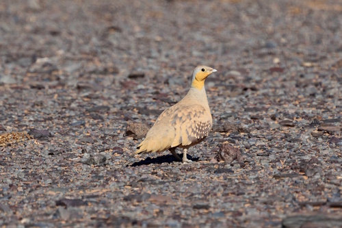 Spotted Sandgrouse (Pterocles senegallus), photo 5