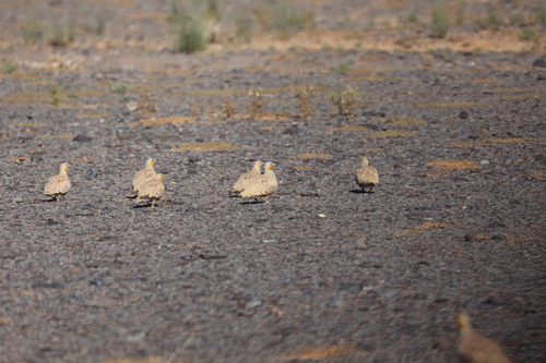 Spotted Sandgrouse (Pterocles senegallus), photo 6