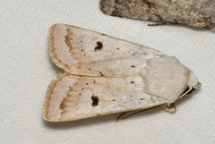 Proteuxoa cyanoloma