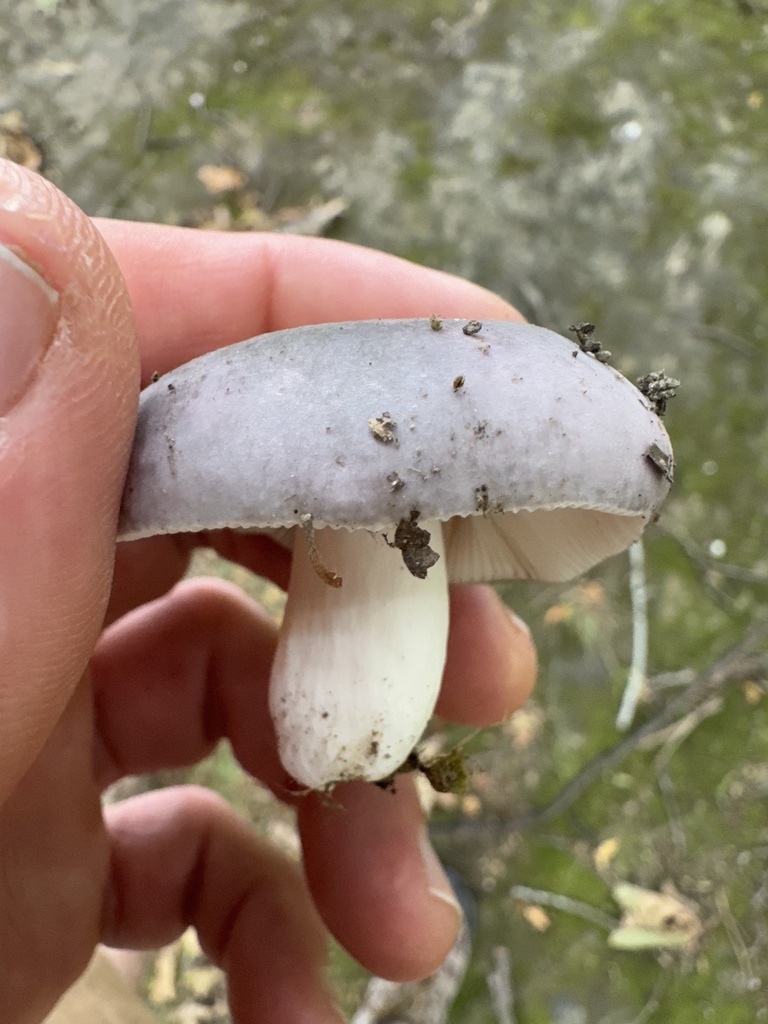 Russula ionochlora