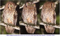 Megascops atricapilla