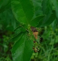 Hypselonotus lineatus