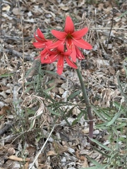 Cody Hinchliff, CC BY, iNaturalist via GBIF Zephyranthes splendens, photograph Cody Hinchliff, CC BY, iNaturalist via GBIF