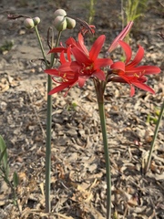 Cody Hinchliff, CC BY, iNaturalist via GBIF Zephyranthes splendens, photograph Cody Hinchliff, CC BY, iNaturalist via GBIF