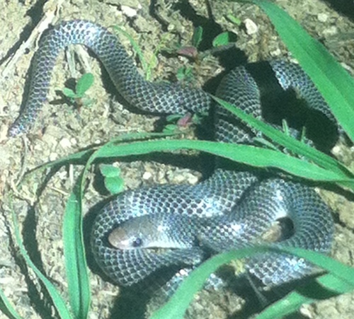 Ruspoli's Shovelsnout Snake