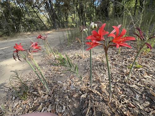 Zephyranthes splendens, photograph 4
