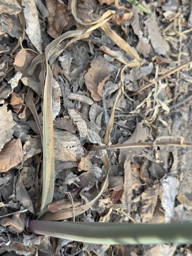 Zephyranthes splendens, photograph 5