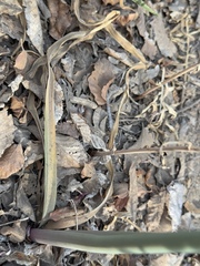 Cody Hinchliff, CC BY, iNaturalist via GBIF Zephyranthes splendens, photograph Cody Hinchliff, CC BY, iNaturalist via GBIF