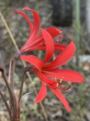 Zephyranthes splendens, photograph Cody Hinchliff, CC BY, iNaturalist via GBIF