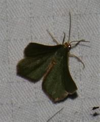 Thalera pistasciaria