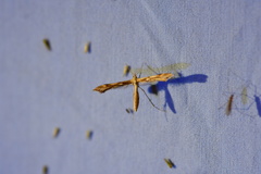 Gillmeria pallidactyla