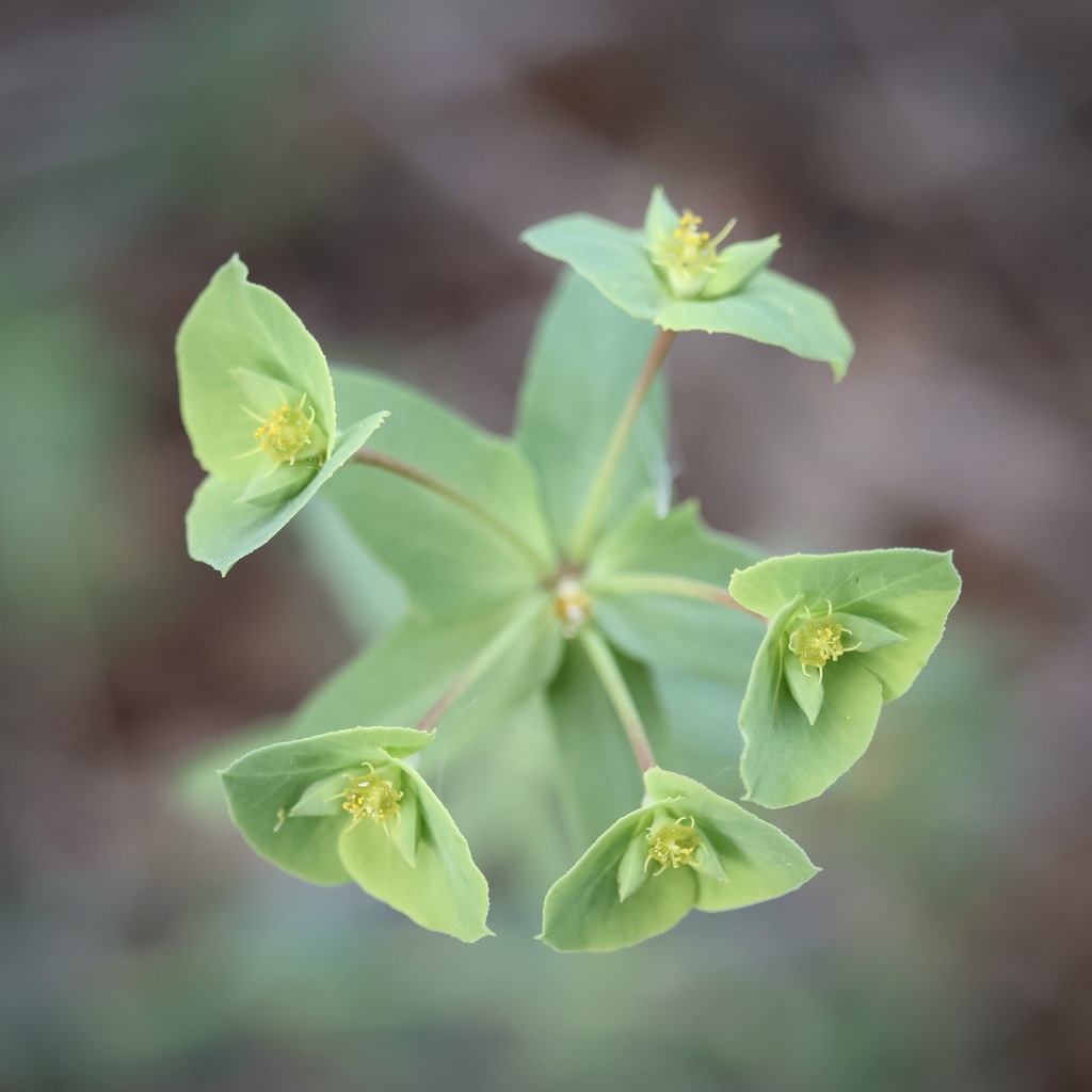 Euphorbia obtusifolia Poir.