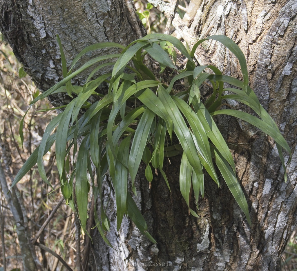 Prosthechea livida; photograph (c) Matteo Cassella, some rights reserved (CC BY-SA)
