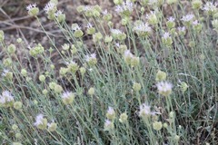 Monardella linoides oblonga