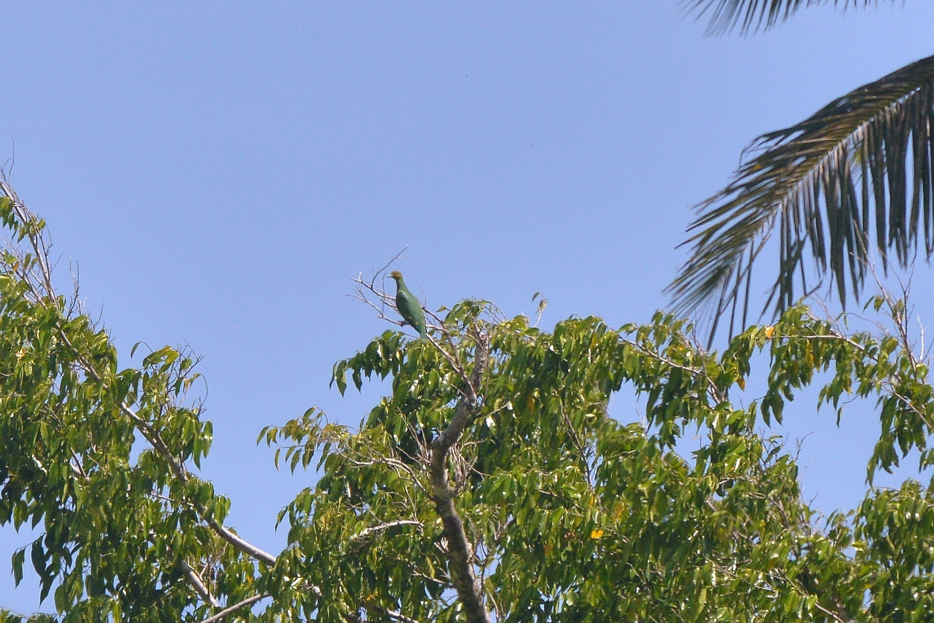 Tanna Fruit Dove (Ptilinopus tannensis), photo 3