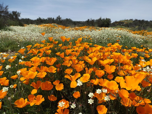 Eschscholzia californica
