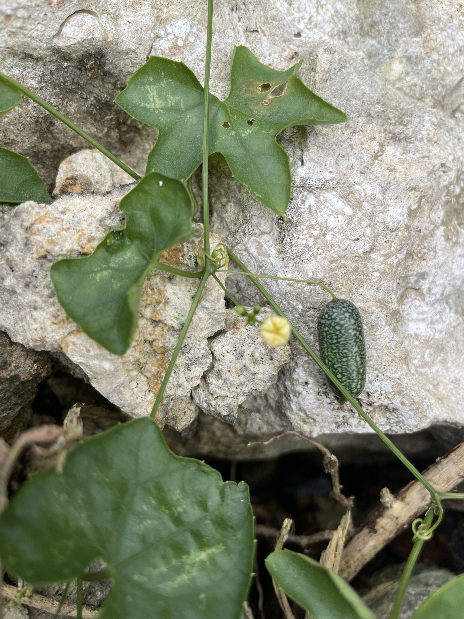 Imagem de Pepino-do-mato
