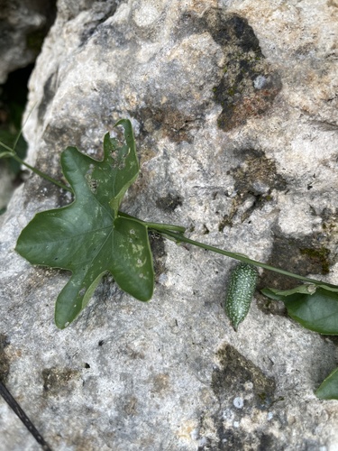Foto de Pepino-do-mato