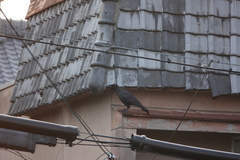 Corvus macrorhynchos japonensis