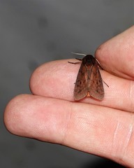 Phragmatobia lineata