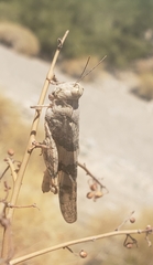 Trimerotropis pallidipennis