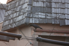 Corvus macrorhynchos japonensis