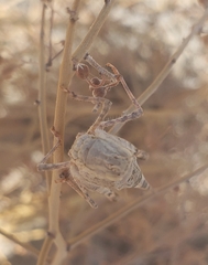 Trimerotropis pallidipennis