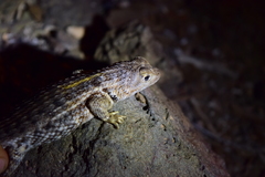 Sceloporus zosteromus