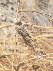 Trimerotropis pallidipennis