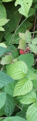 Rubus idaeus