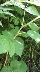 Rubus idaeus