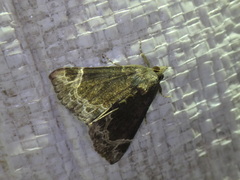 Hypena abalienalis