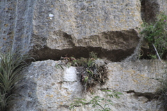 Crucifix Orchid (Epidendrum falcatum)