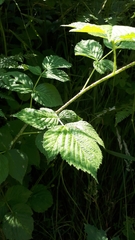 Rubus idaeus
