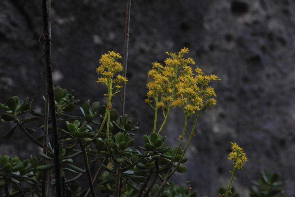 Sedum dendroideum, Santiago Apoala, Oax., México