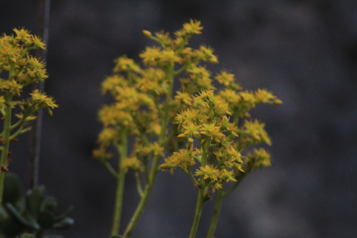 Sedum dendroideum