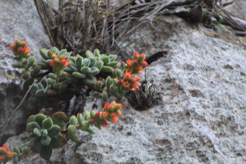 Echeveria pulvinata