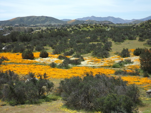 Eschscholzia californica