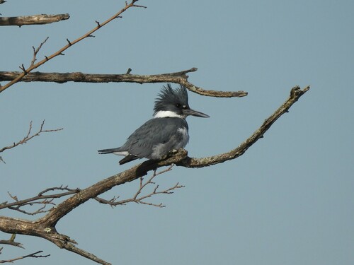 Belted Kingfisher photographed in New Jersey
