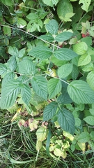 Rubus idaeus
