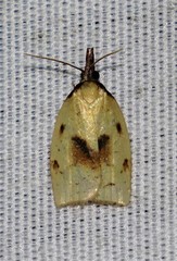 Sparganothis xanthoides