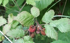 Rubus idaeus