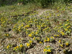 Eriophyllum multicaule