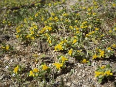 Eriophyllum multicaule