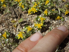 Eriophyllum multicaule