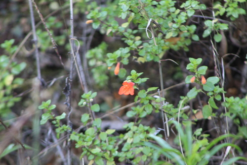 Clinopodium mexicanum, photograph 6