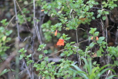 Clinopodium mexicanum, photograph (c) Carlos Domínguez-Rodríguez, some rights reserved (CC BY)