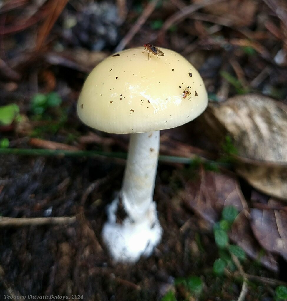 Amanita xylinivolva · June 2024 · photo: © teodoro_chivatabedoya (iNaturalist, cc-by)